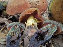 Image of Deceiving Bolete