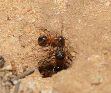 Plancia ëd Camponotus terebrans (Lowne 1865)