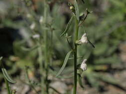 Image of least snapdragon