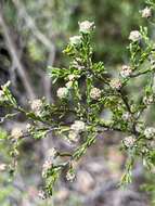 Sivun Leptospermum parvifolium Sm. kuva