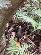 Image of Yellow-margined Box Turtle