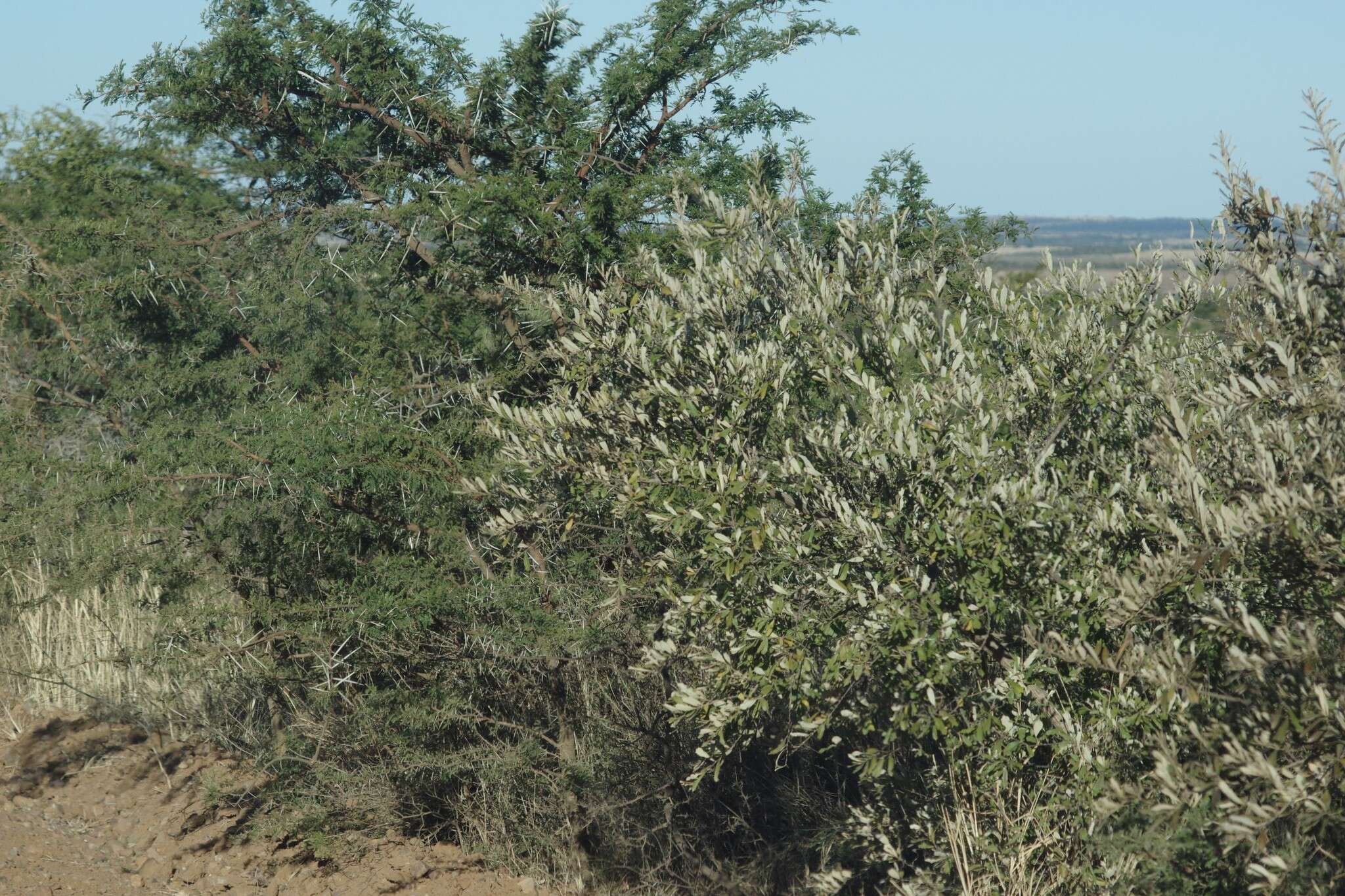 Image of Brachylaena elliptica (Thunb.) Less.