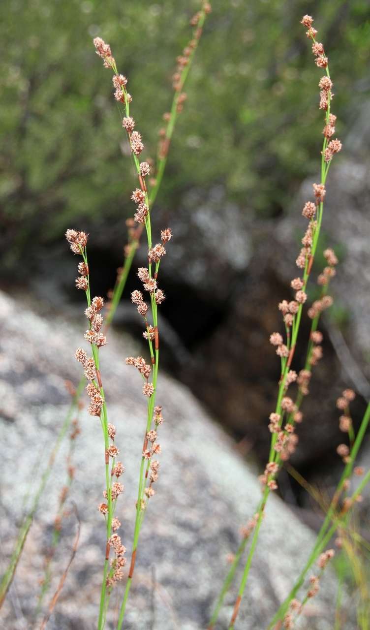 Imagem de Baloskion tetraphyllum subsp. tetraphyllum