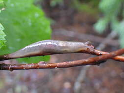 Image of Lehmannia marginata (O. F. Müller 1774)