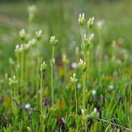 Image of Sebaea albidiflora F Muell.