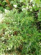 Image of Savin Juniper