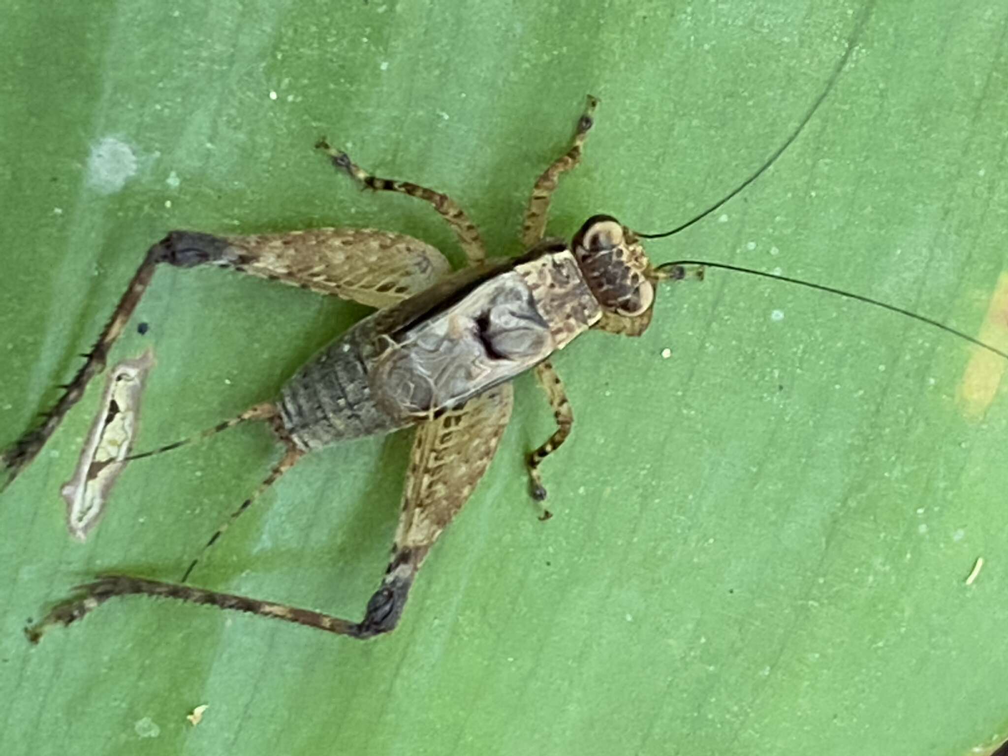 Ligypterus linharensis Robillard 2005 resmi