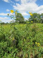 Sivun Helianthus grosseserratus M. Martens kuva