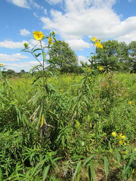 Image of sawtooth sunflower