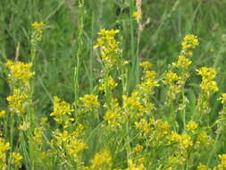 Image of perennial bastardcabbage