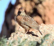 Image of Cape Clapper Lark