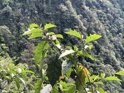 Image de <i>Solanum peikuoensis</i>