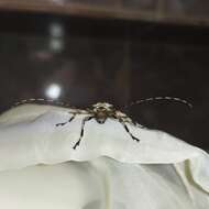 Oreodera glauca (Linné 1758)的圖片