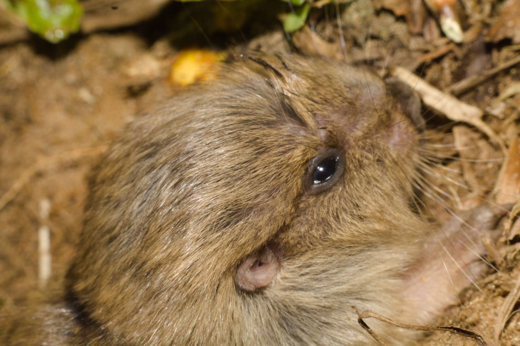 Image of Ctenomys lami Freitas 2001