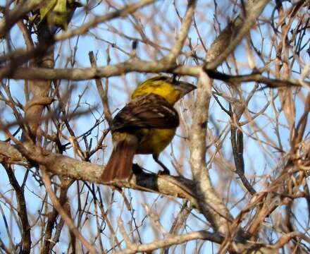 Image of Mexican Yellow Grosbeak