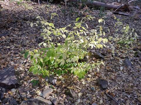 Image of western burning bush