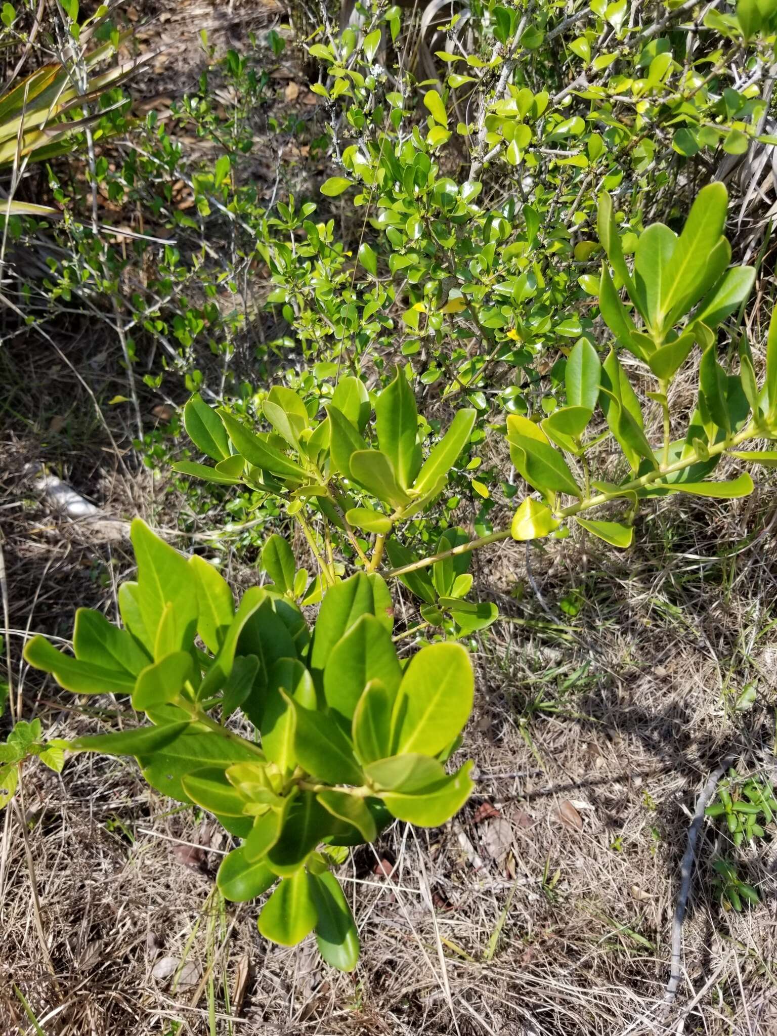 Image de Myrsine floridana A. DC.