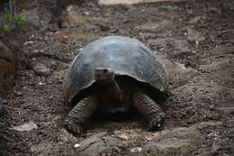 Image of Chatham Island Giant Tortoise