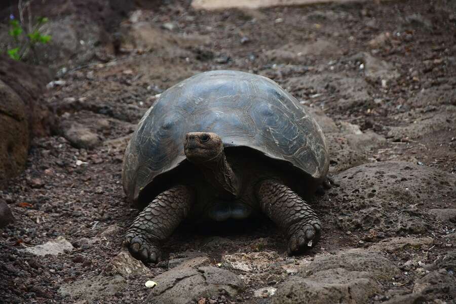 Слика од Chelonoidis chathamensis (Van Denburgh 1907)