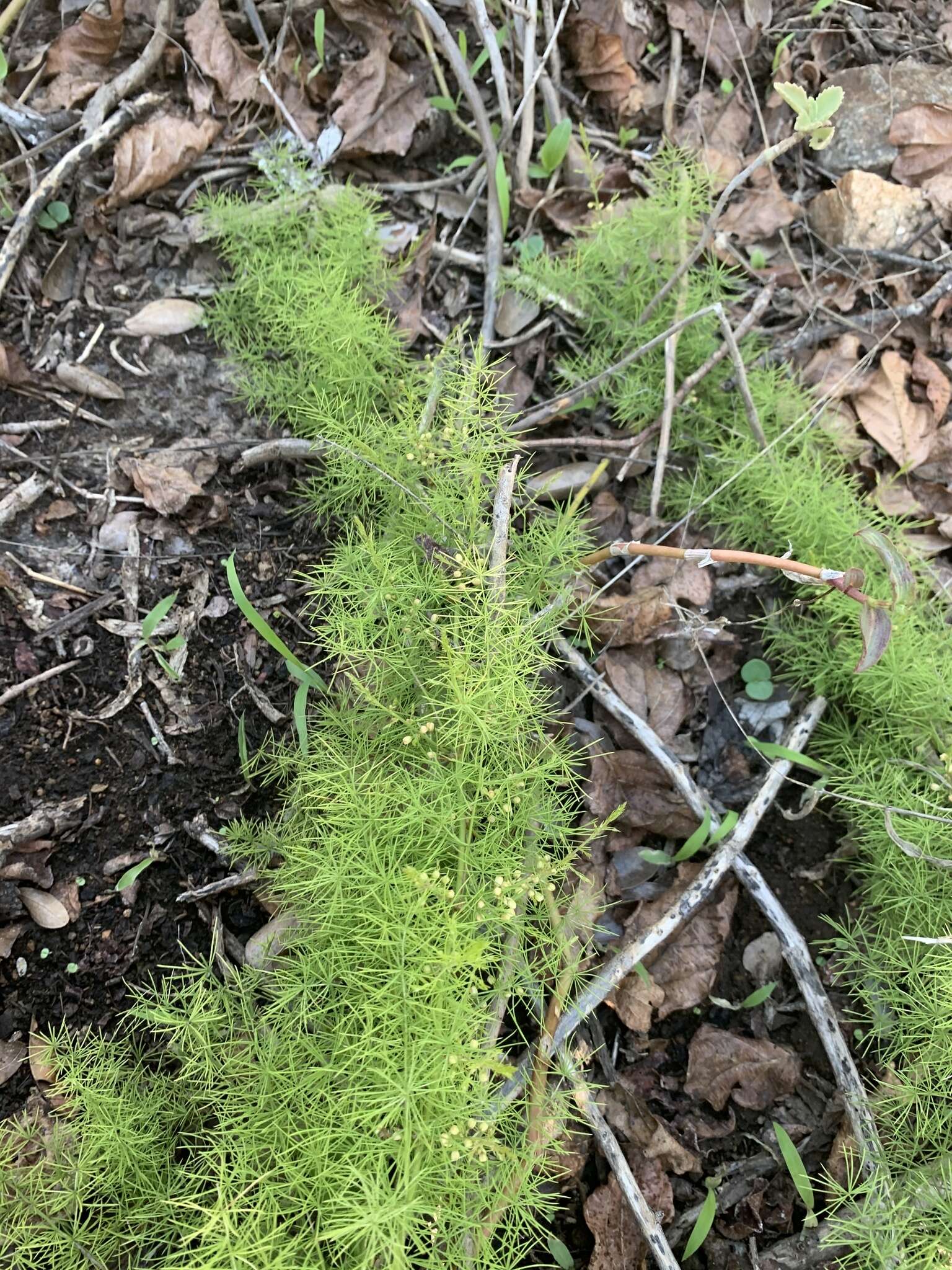 Image of Asparagus minutiflorus (Kunth) Baker