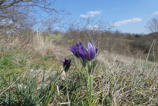 Imagem de Pulsatilla vulgaris Miller