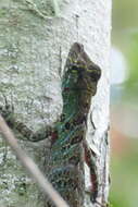 Sivun Anolis latifrons Berthold 1846 kuva