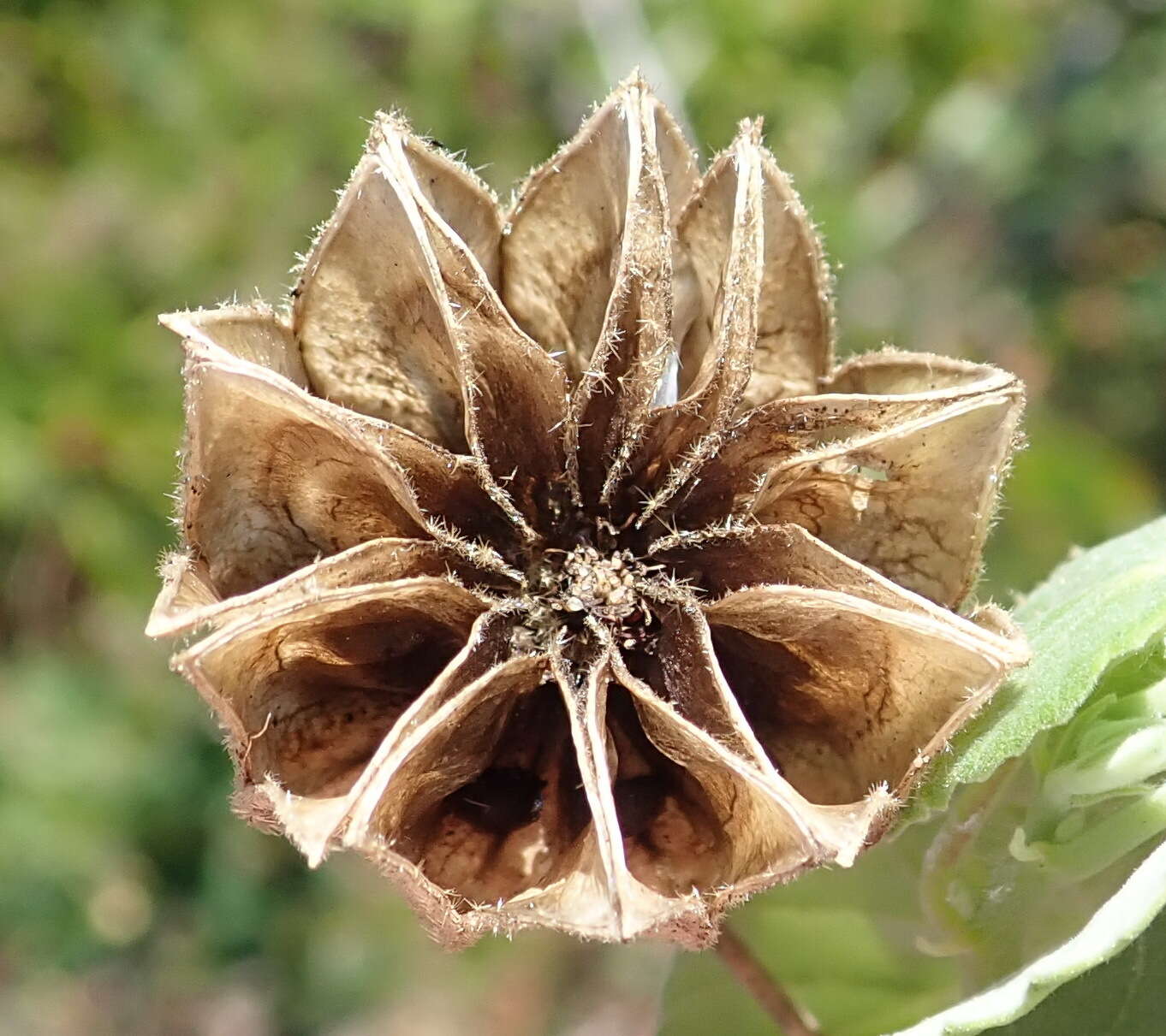 Image of Abutilon sonneratianum (Cav.) Sweet