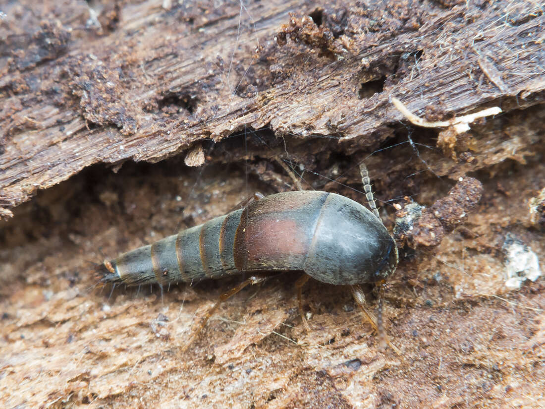 Image of Sepedophilus marshami (Stephens 1832)