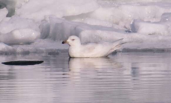 Image of Iceland Gull