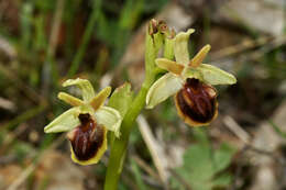 Image of Ophrys sphegodes subsp. epirotica (Renz) Gölz & H. R. Reinhard