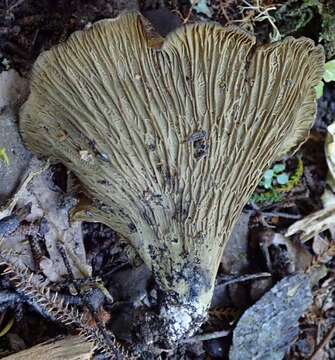 Image of Phaeoclavulina viridis (Pat.) Giachini 2011