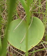 Image of Eriospermum mackenii subsp. mackenii