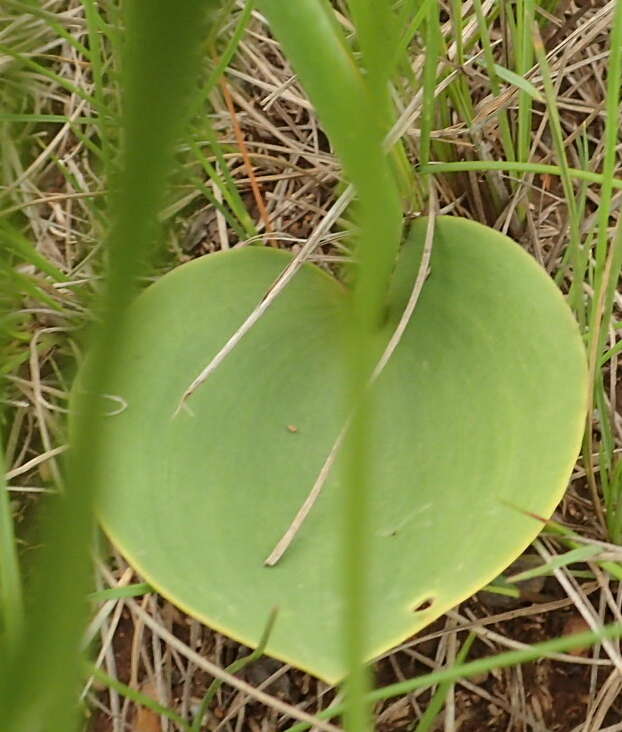 Image of Eriospermum mackenii subsp. mackenii