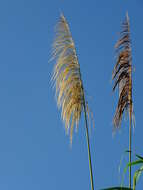 Image of wildcane