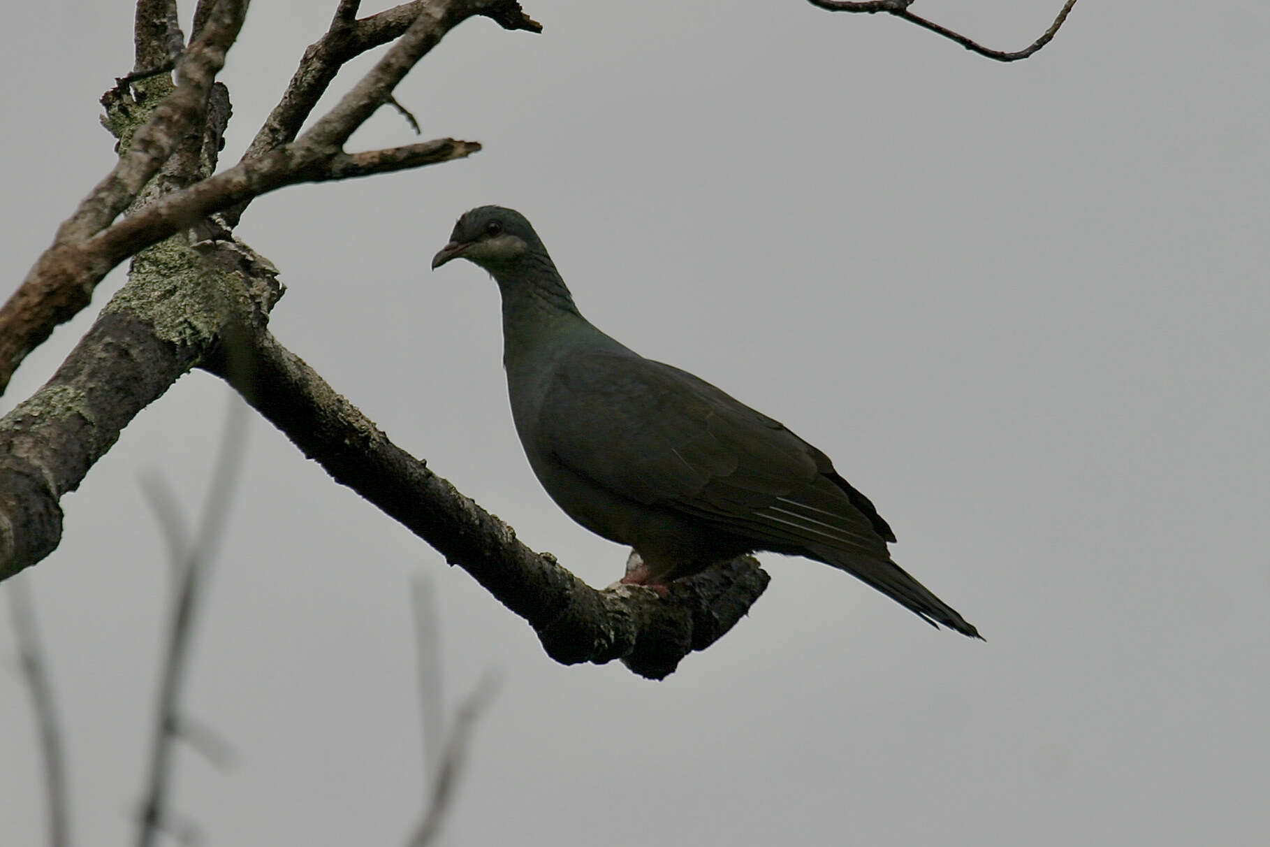 Image of Metallic Pigeon