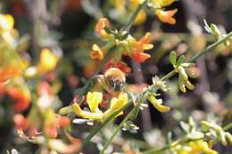 Sivun Anthophora centriformis Cresson 1879 kuva