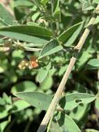 Plancia ëd Indigofera subulata