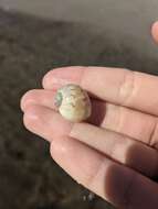 Image of colorful Atlantic moonsnail