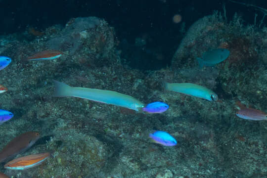 Image of Lyre-tail dart goby