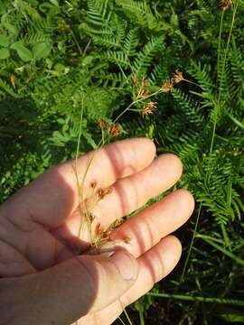 Sivun Rhynchospora harveyi W. Boott kuva