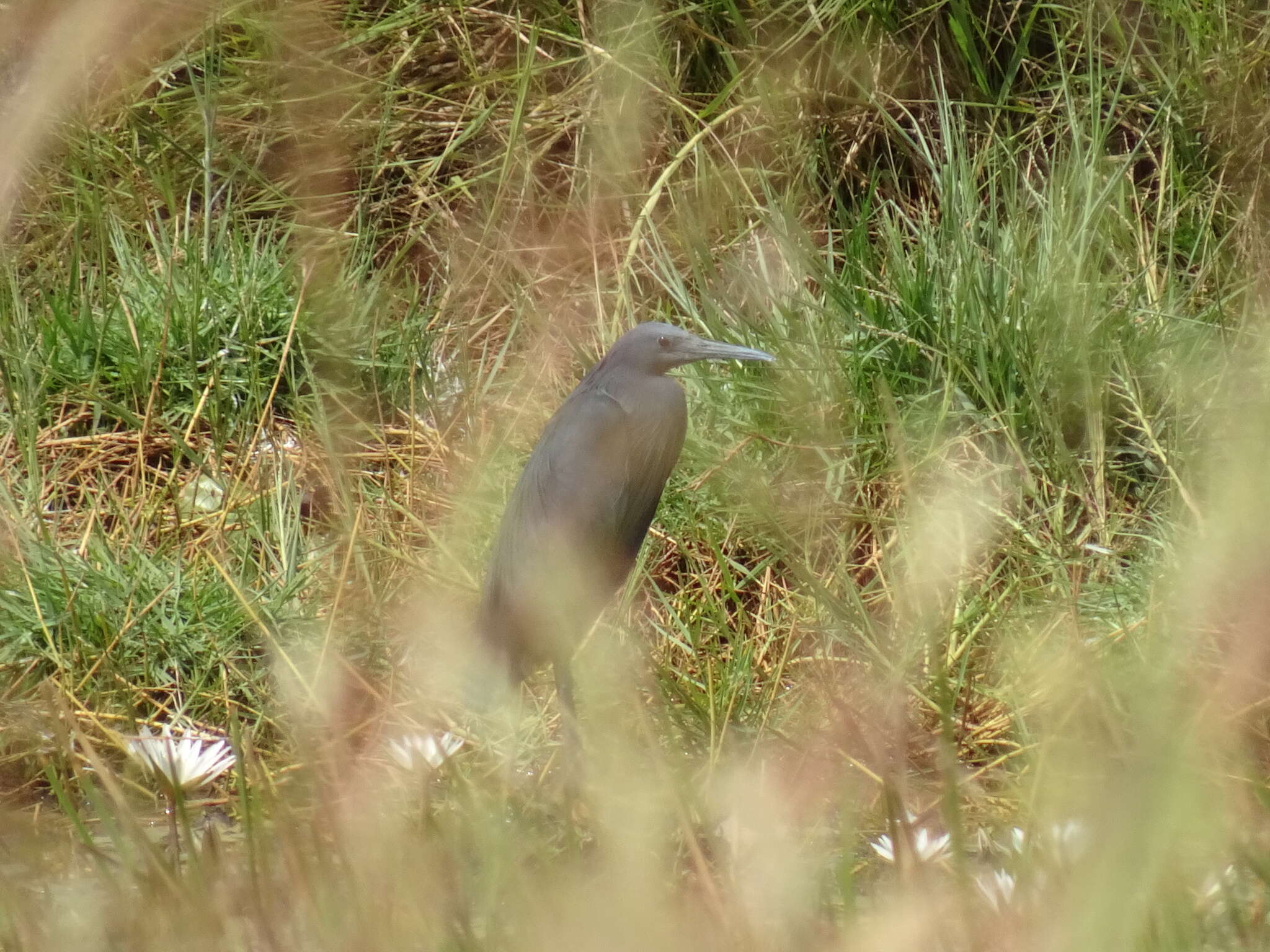 Image of Black Egret