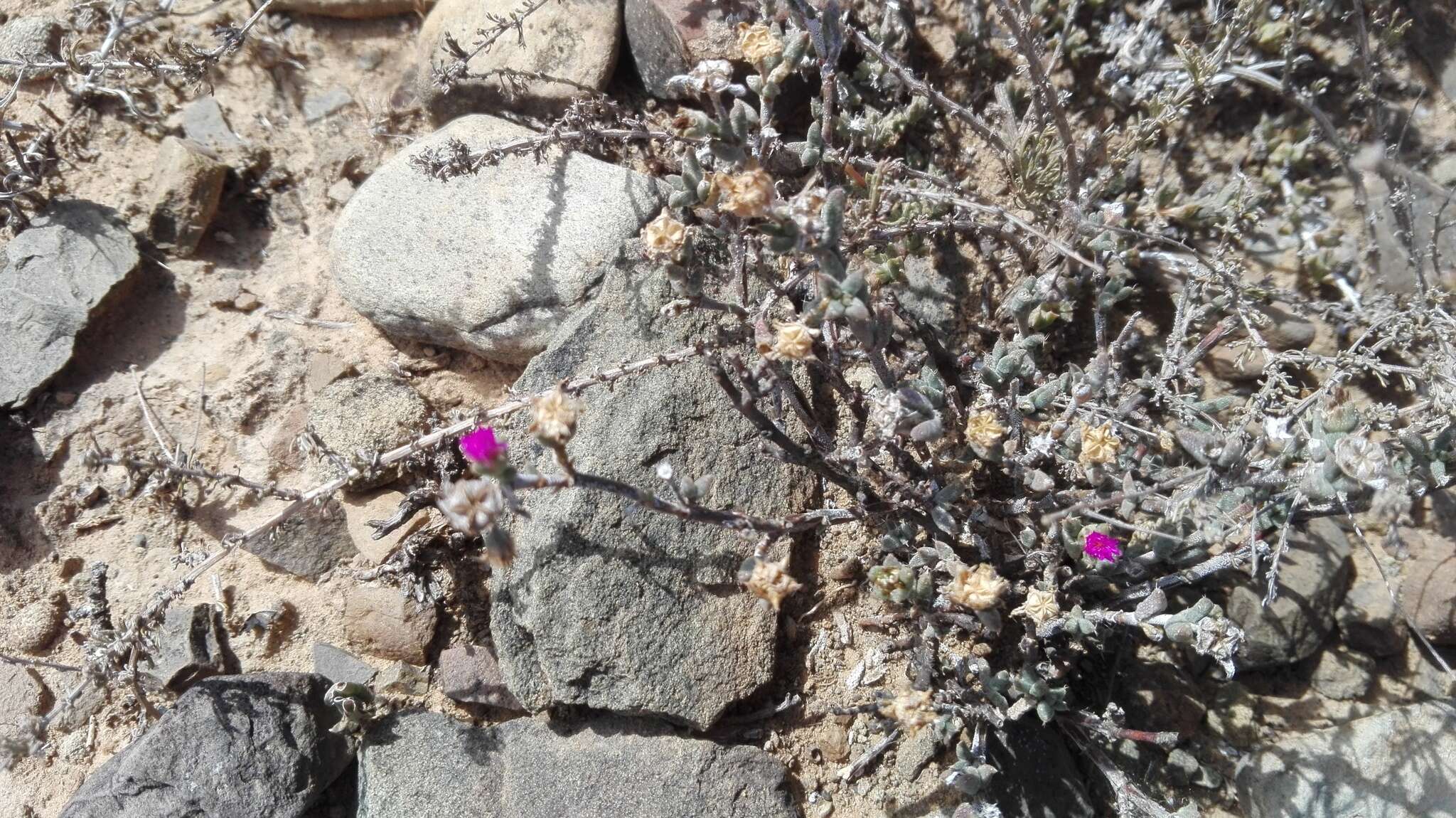 Imagem de Trichodiadema decorum (N. E. Br.) Stearn ex Jacobsen