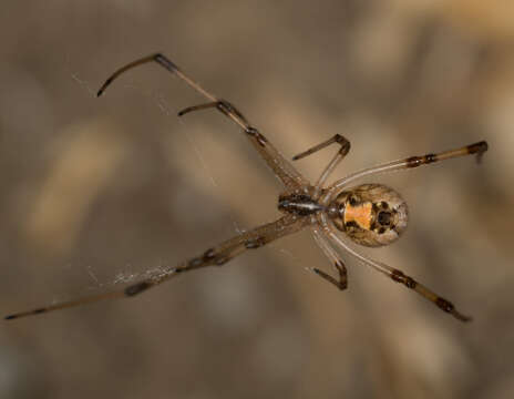 Image of brown button spider