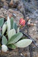 Image of Arctotis bellidifolia Berg.