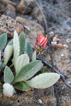 Image of Arctotis bellidifolia Berg.