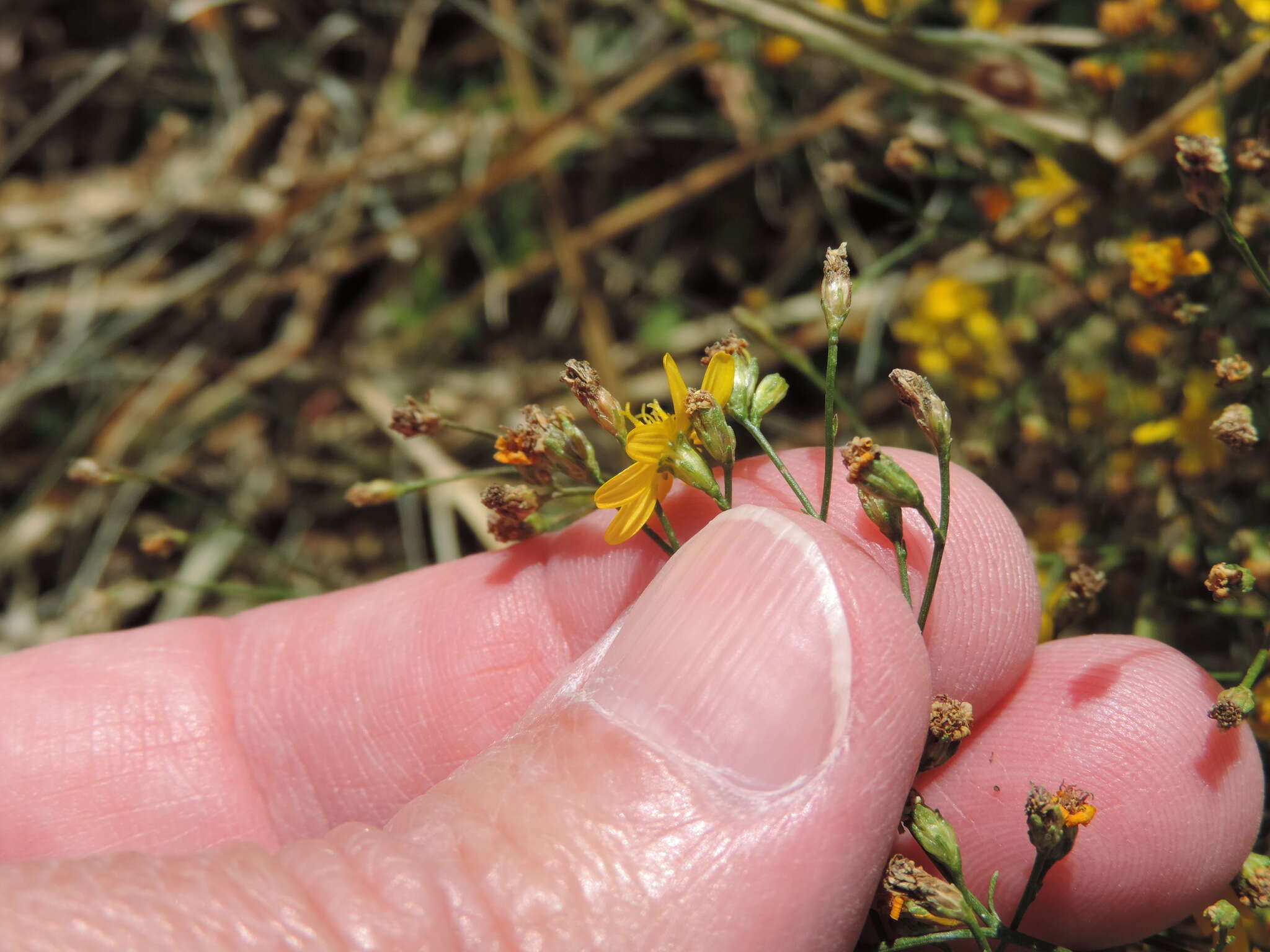 Image of broomweed