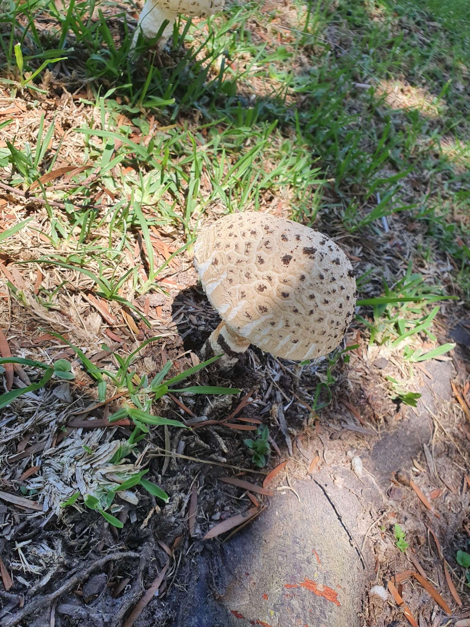 Image of Saproamanita foetidissima (D. A. Reid & Eicker) Redhead, Vizzini, Drehmel & Contu 2016