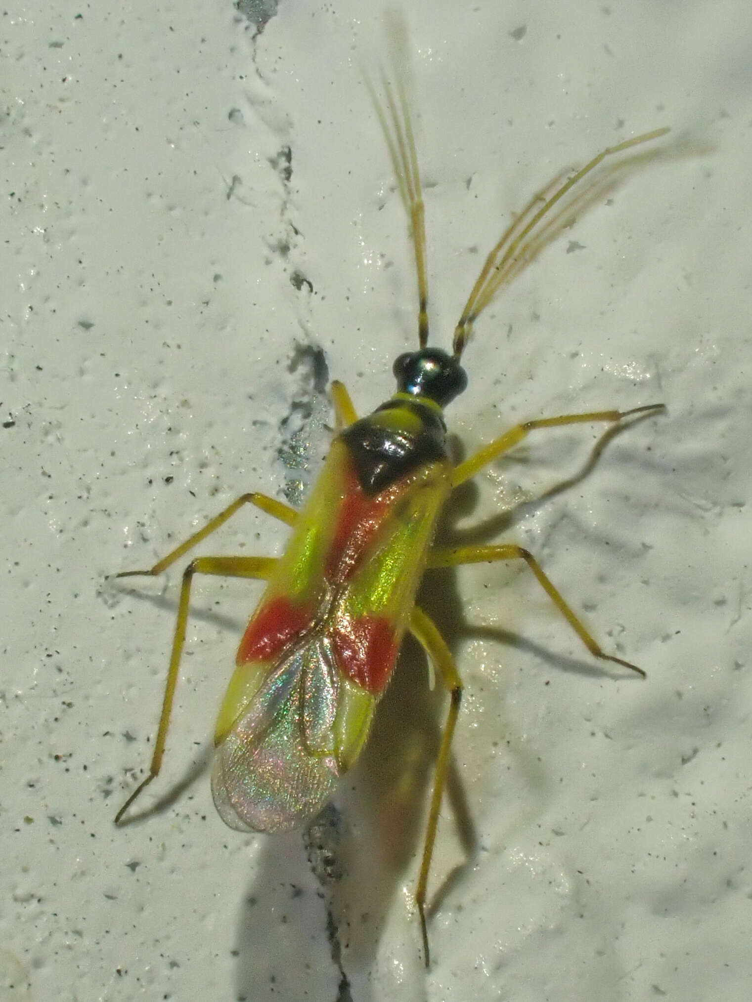 Слика од Tupiocoris californicus (Stal 1859)