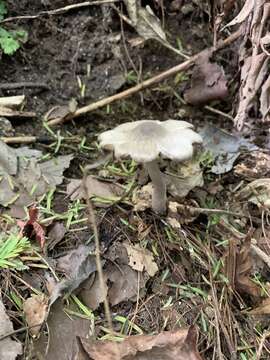 Image de Coprinopsis cineraria (Har. Takah.) Örstadius & E. Larss. 2015