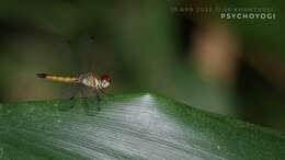 Image of Brachygonia oculata (Brauer 1878)